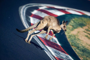 B12hr 2020 Australien Wildlife 'Roo on the racing line | © Lazenby